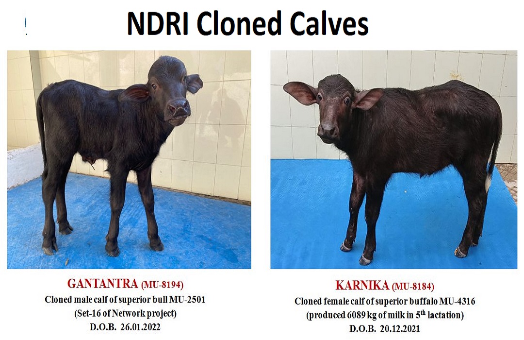 NDRI Develops Two Cloned Buffaloes That Can Bring Another White Revolution  In India - IndiaDairy