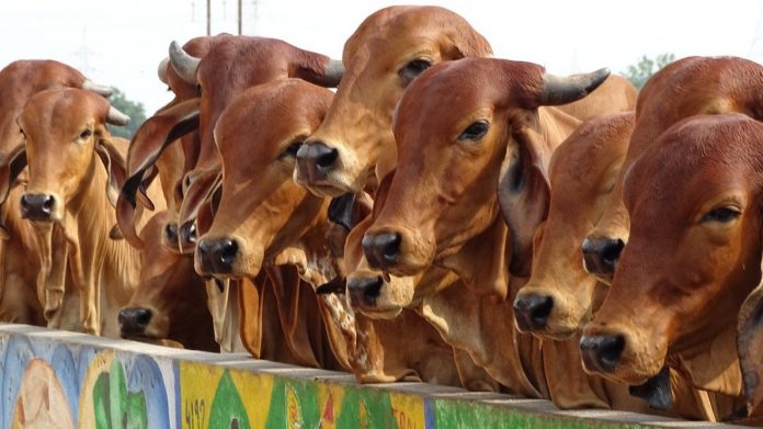 Cow Start Ups Har Ghar Gai Csr For Shelters Modi Govt S New