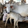 Uttar Pradesh Government launches Nand Baba Milk Mission scheme